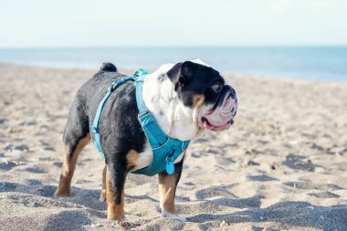 Siyah İngiliz Buldog 'u yaz mevsiminde deniz kenarında oturuyor. Mesaj için.