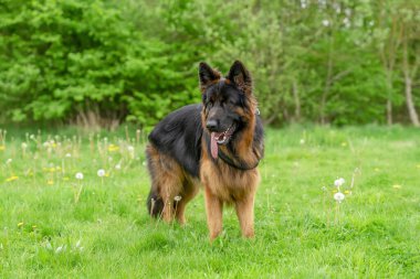 Yürüyüş için koşumlu Alman çoban köpeği güneşli bir yaz gününde çimenlerde yatıyor, koşuyor, koşuyor.