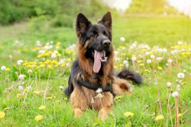 Yürüyüş için koşumlu Alman çoban köpeği güneşli bir yaz gününde çimenlerde yatıyor, koşuyor, koşuyor.