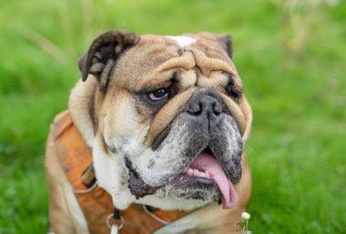Funny beautiful classic Red English British Bulldog Dog out for a walk looking up sitting in the grass in forest on sunny day at sunset