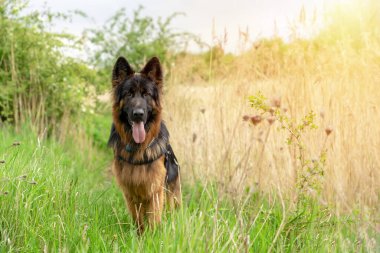 Yürüyüş için koşumlu Alman çoban köpeği güneşli bir yaz gününde çimenlerde yatıyor, koşuyor, koşuyor.