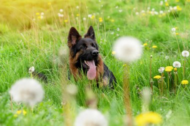 Yürüyüş için koşumlu Alman çoban köpeği güneşli bir yaz gününde çimenlerde yatıyor, koşuyor, koşuyor.