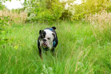 Black tri-color funny English British Bulldog Dog out for a walk looking up sitting in the grass in forest on Autumn sunny day at sunset