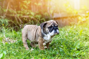 Kızıl İngiliz Bulldog 'u köpek yavrusu yürüyüşe çıktı. Çimlere oturdu.
