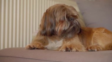 Komik pofuduk Shih-tzu evde oturuyor.