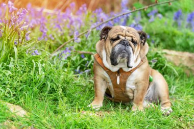 Kızıl İngiliz Buldog 'u yukarı bakıyor, dilini yalıyor ve güneşli bahar gününde çan çiçeklerinde oturuyor.