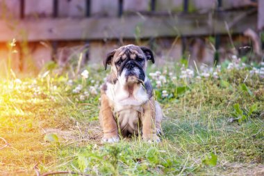Kızıl İngiliz Bulldog 'u köpek yavrusu yürüyüşe çıktı. Çimlere oturdu.