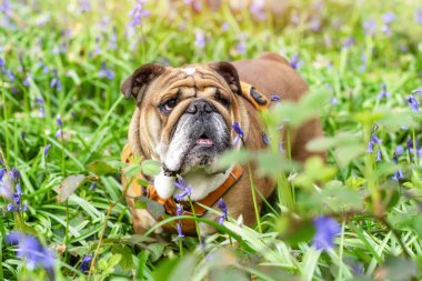 Kızıl İngiliz Buldog 'u yukarı bakıyor, dilini yalıyor ve güneşli bahar gününde çan çiçeklerinde oturuyor.
