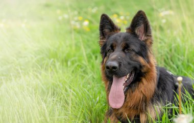 Yürüyüş için koşumlu Alman çoban köpeği güneşli bir yaz gününde çimenlerde yatıyor, koşuyor, koşuyor.