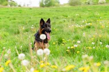 Yürüyüş için koşumlu Alman çoban köpeği güneşli bir yaz gününde çimenlerde yatıyor, koşuyor, koşuyor.