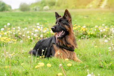 Yürüyüş için koşumlu Alman çoban köpeği güneşli bir yaz gününde çimenlerde yatıyor, koşuyor, koşuyor.