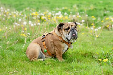 Funny beautiful classic Red English British Bulldog Dog out for a walk looking up sitting in the grass in forest on sunny day at sunset