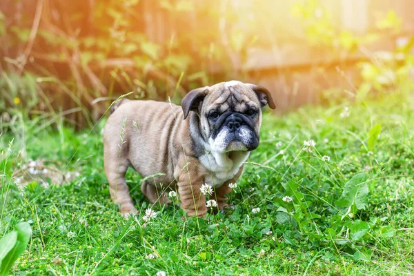 Kızıl İngiliz Bulldog 'u köpek yavrusu yürüyüşe çıktı. Çimlere oturdu.