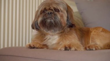 Shih tzu köpeğiyle evde eğlenen ve rahatlatan bir kadın. Ev kavramında boş ve mutlu zaman