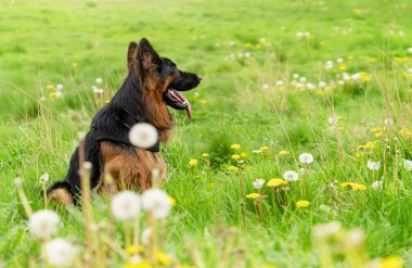 Yürüyüş için koşumlu Alman çoban köpeği güneşli bir yaz gününde çimenlerde yatıyor, koşuyor, koşuyor.
