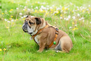 Funny beautiful classic Red English British Bulldog Dog out for a walk looking up sitting in the grass in forest on sunny day at sunset