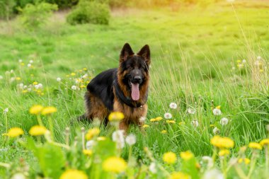 Yürüyüş için koşumlu Alman çoban köpeği güneşli bir yaz gününde çimenlerde yatıyor, koşuyor, koşuyor.