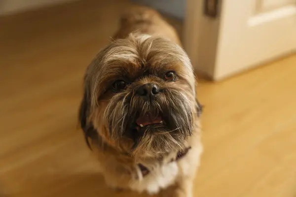shih tzu dog at home. Free and happy time with pets at home concept