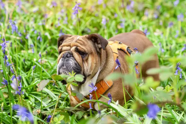 Red English British Bulldog Dog looking up, licking out its tongue and sitting in the bluebells on spring hot sunny day