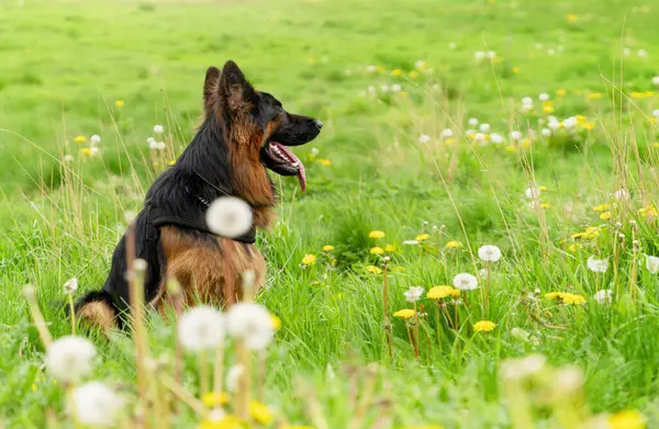 Yürüyüş için koşumlu Alman çoban köpeği güneşli bir yaz gününde çimenlerde yatıyor, koşuyor, koşuyor.