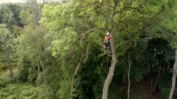 Arborist Die Bomen Omhakt Met Een Kettingzaag — Stockvideo