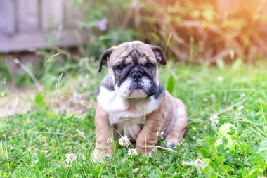 Kızıl İngiliz Bulldog 'u köpek yavrusu yürüyüşe çıktı. Çimlere oturdu.