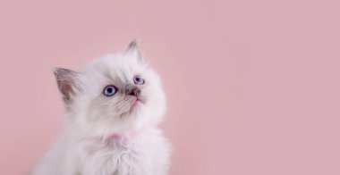 Mor yakalı mavi gözlü, pembe arka planda oturan küçük oyuncak kedi yavrusu. Mesaj için yer var. Kart ve takvim için fotoğraf