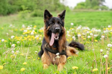 Yürüyüş için koşumlu Alman çoban köpeği güneşli bir yaz gününde çimenlerde yatıyor, koşuyor, koşuyor.