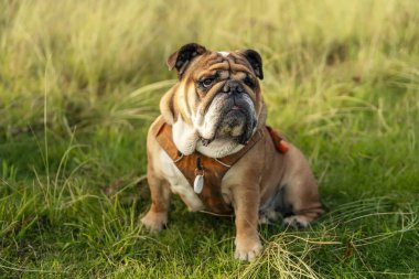 Funny beautiful classic Red English British Bulldog Dog out for a walk looking up sitting in the grass in forest on sunny day at sunset