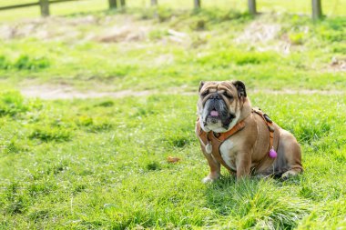 Funny beautiful classic Red English British Bulldog Dog out for a walk looking up sitting in the grass in forest on sunny day at sunset