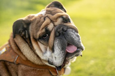 Neşeli, güzel, klasik Kızıl İngiliz Buldog 'unun portresi. Güneşli bir günde, ormanda çimlerin üzerinde otururken yürüyüşe çıkmış.