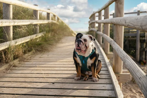 Black tri-color funny english british Bulldog sitting on road to seaside at sunset in summer