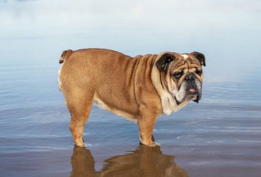 Kızıl İngiliz Buldog yazın günbatımında deniz kenarında oturuyor.