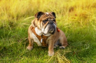 Funny beautiful classic Red English British Bulldog Dog out for a walk looking up sitting in the grass in forest on sunny day at sunset