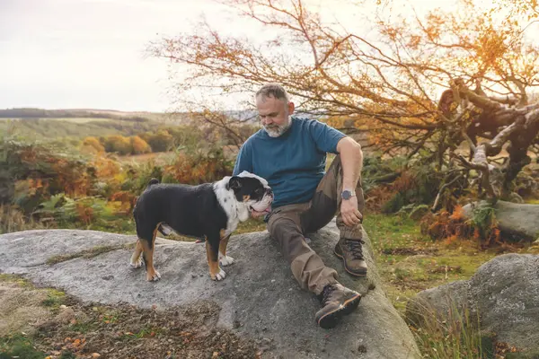 mature man hiking in mountains with dogs, exercise and fitness for wellness, healthy lifestyle and smile. Face of senior mature gentleman with bulldogs sitting on rock, enjoing calm day toned image