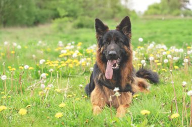 Yürüyüş için koşumlu Alman çoban köpeği güneşli bir yaz gününde çimenlerde yatıyor, koşuyor, koşuyor.