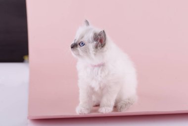 Mor yakalı mavi gözlü, pembe arka planda oturan küçük oyuncak kedi yavrusu. Mesaj için yer var. Kart ve takvim için fotoğraf