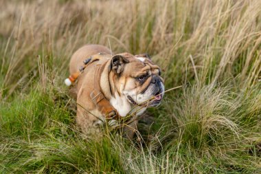 Eğlenceli, güzel, klasik İngiliz Buldog Köpeği güneşli bir günde, Peak District 'te çimlerde yürüyüşe çıktı.
