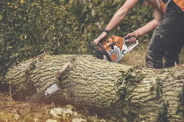 Arborist cutting tree into chunks  with petrol chainsaw