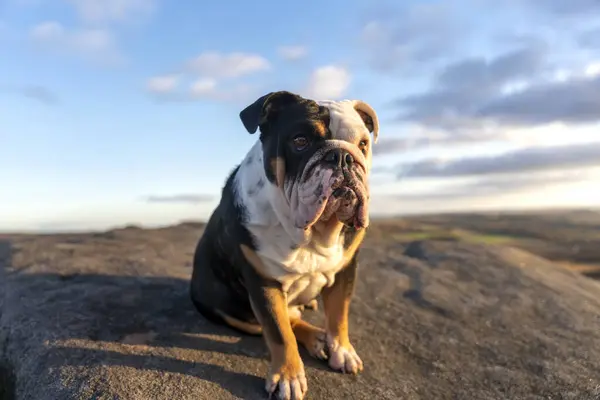Black tri-color funny English British Bulldog Dog out for a walk looking up in the National Park Peak District on Autumn sunny day at sunset