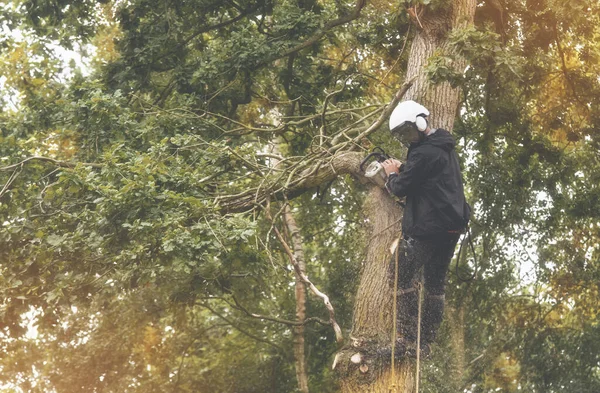 Arborist climbing up the tree and cutting branches off with small petrol chainsaw