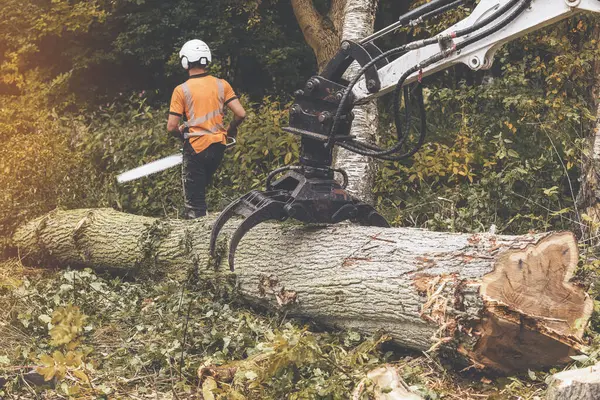 Arborist cutting tree into chunks  with petrol chainsaw