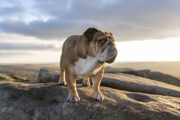 Red English British Bulldog Dog out for a walk looking up in the National Park Peak District on Autumn sunny day at sunset