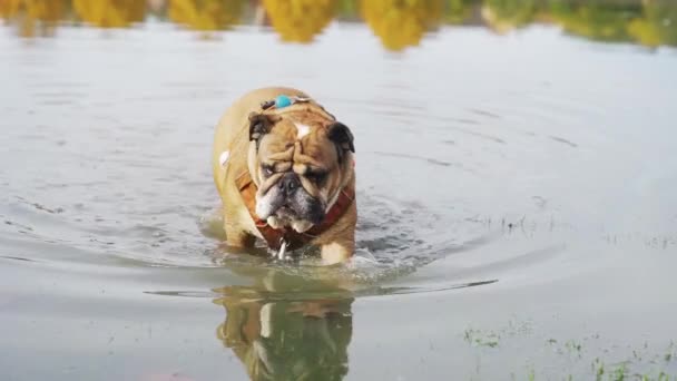 红色英国斗牛犬在泥泞的水坑里快乐地奔跑 — 图库视频影像