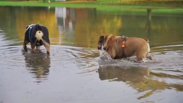 Rote Englische Britische Bulldogge Läuft Glücklich Einer Schlammigen Pfütze — Stockvideo