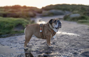 Kızıl İngiliz Buldog 'u, sonbahar güneşli günbatımında Ulusal Park Tepesi Bölgesi' ne doğru yürüyüşe çıktı.