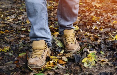 Ormandaki yüksek otların arasında sonbahar yürüyüşü. Ormanda yürüme mesafesinde.