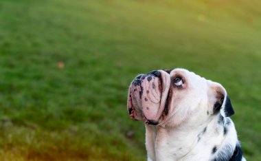 Siyah üç renkli komik İngiliz Bulldog 'u yürüyüşe çıktı. Sonbahar güneşli günbatımında çimlerin üzerinde oturdu.