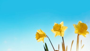Amazing Yellow Daffodils flowers on sunny spring day. clipart
