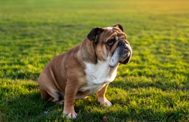 Funny beautiful classic Red English British Bulldog Dog out for a walk looking up sitting in the grass in forest on sunny day at sunset